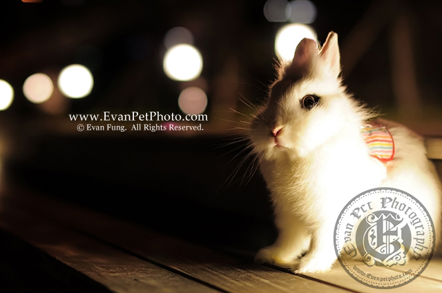 Miffy,侏儒兔,兔兔攝影,寵物攝影,專業寵物攝影,寵物攝影服務,兔兔攝影服務,戶外寵物攝影