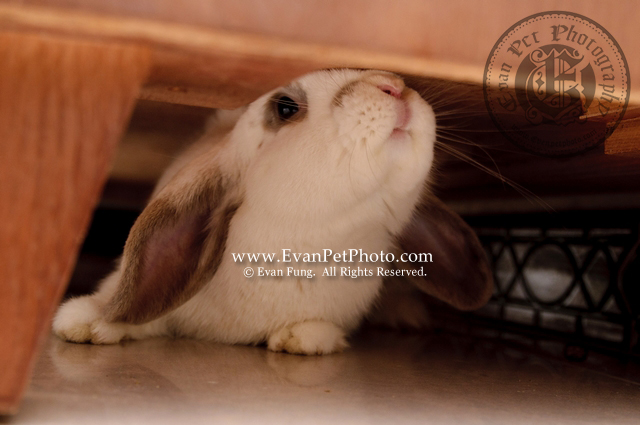 米米,賓尼兔,兔兔攝影,寵物攝影,專業寵物攝影,寵物攝影服務,兔兔攝影服務,上門寵物攝影,家居寵物攝影