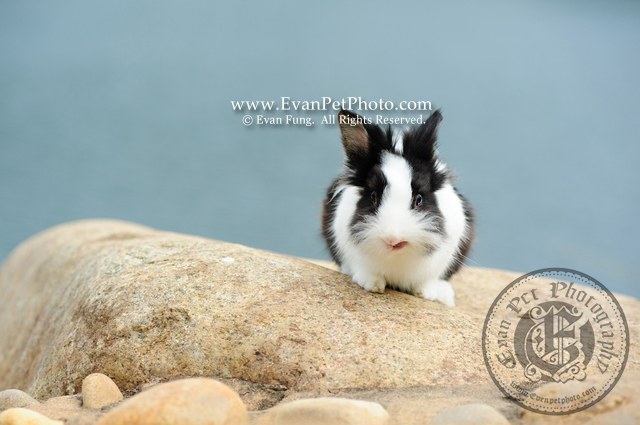 布丁,侏儒兔,兔兔攝影,寵物攝影,專業寵物攝影,寵物攝影服務,兔兔攝影服務