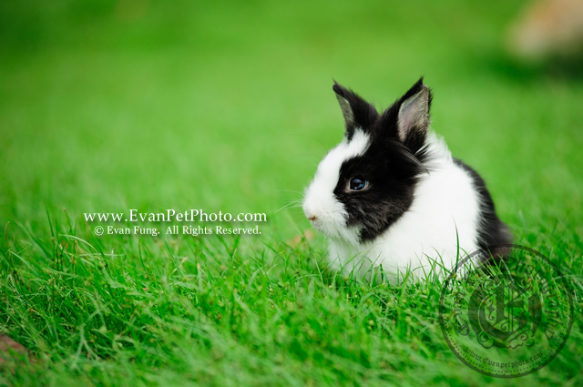 布丁,侏儒兔,兔兔攝影,寵物攝影,專業寵物攝影,寵物攝影服務,兔兔攝影服務