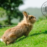 豆豆,獅子兔,兔兔攝影,寵物攝影,專業寵物攝影,寵物攝影服務,兔兔攝影服務