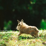 豆豆,獅子兔,兔兔攝影,寵物攝影,專業寵物攝影,寵物攝影服務,兔兔攝影服務