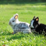 貓貓兔,兔兔攝影,寵物攝影,專業寵物攝影,寵物攝影服務,兔兔攝影服務,戶外寵物攝影