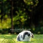 多士,貓貓兔,兔兔攝影,寵物攝影,專業寵物攝影,寵物攝影服務,兔兔攝影服務,戶外寵物攝影