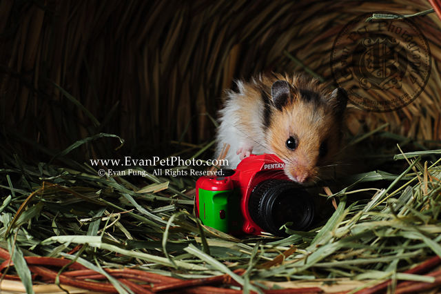 熊仔鼠,倉鼠攝影,寵物攝影,影樓寵物攝影,專業寵物攝影,攝影服務