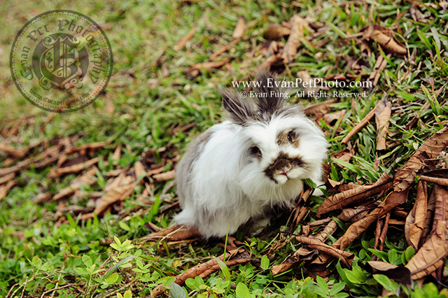 貓貓兔,兔兔攝影,寵物攝影,戶外寵物攝影,專業攝影服務,專業寵物攝影