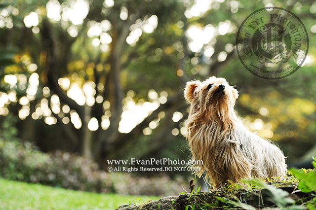 寵物攝影,專業寵物攝影,狗狗攝影,寵物攝影服務,攝影服務,戶外寵物攝影,戶外狗狗攝影,專業戶外寵物攝影,約瑟爹利,Yorkshire,Terrier,YorkshireTerrier