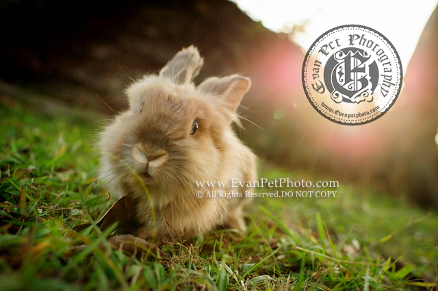 bunny,rabbit,獅子兔,大埔海濱公園,兔兔攝影,影兔,兔兔寫真,獅子兔寫真,香港兔攝影師,兔兔攝影師,戶外影兔,戶外兔攝影,專業兔攝影