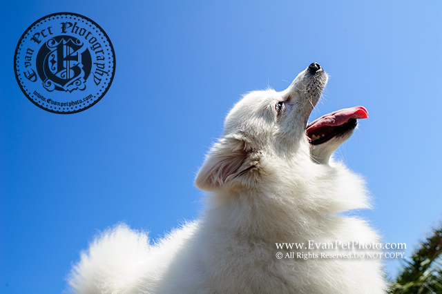 銀狐,銀狐犬,寵物攝影,戶外狗狗攝影,戶外寵物攝影,專業戶外寵物攝影,攝影服務,專業戶外狗狗攝影,專業銀狐攝影, SILVER FOX,銀狐攝影