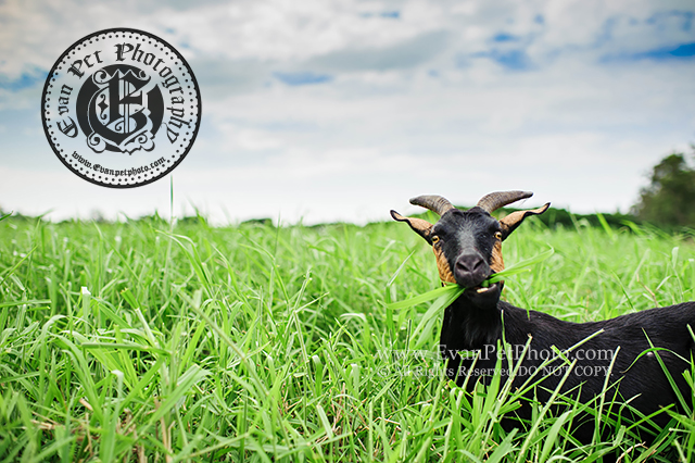 羊,黑羊,羊攝影,動物攝影,香港動物攝影,寵物攝影,香港寵物攝影,寵物攝影師,戶外寵物攝影,戶外動物攝影,南生圍