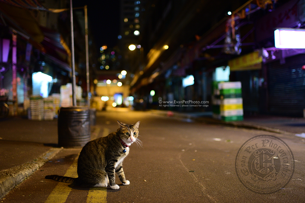 cat photo, street cat, 街貓