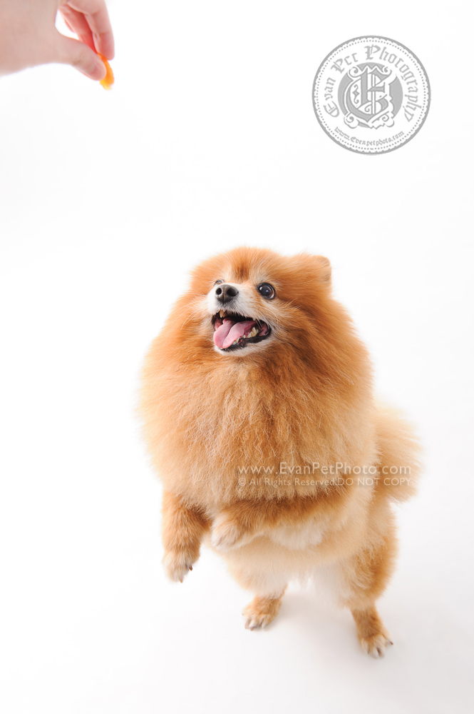 Dog Photography, Studio Dog Photography, 影樓寵物攝影, 寵物攝影, 寵物影樓, 狗影樓, dog studio, 香港寵物影樓, poodle studio, poodle 攝影,貴婦犬,貴婦狗