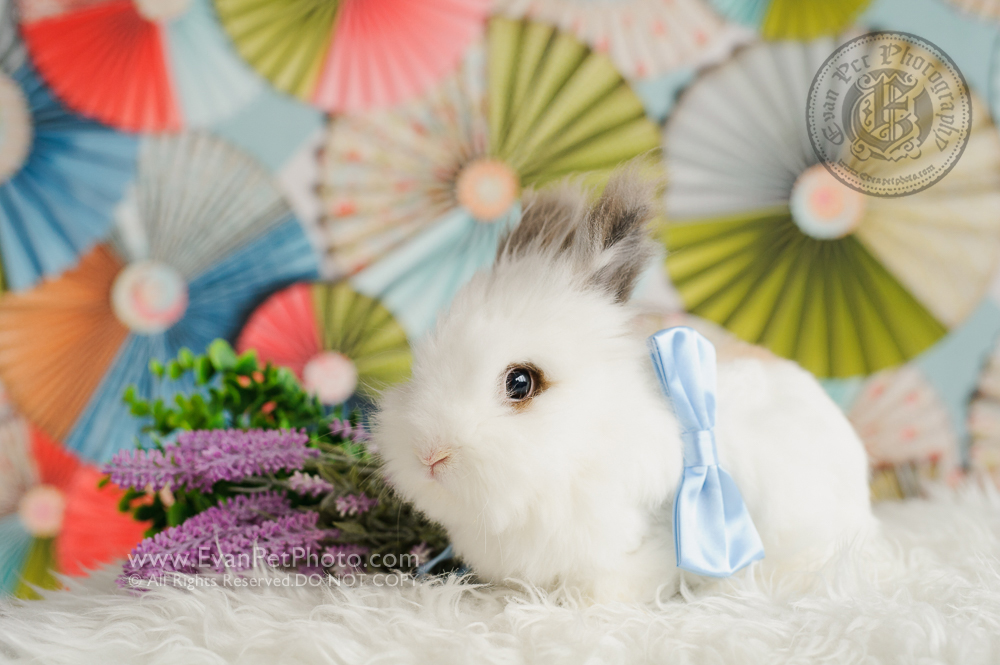 rabbit photography, bunny photography, rabbit photo, bunny picture. bunny studio, rabbit studio, 兔攝影, 兔兔攝影, 兔影樓, 兔仔影樓, 兔仔攝影, 賓尼兔, 賓尼兔攝影, 兔兔攝影香港, 自然光