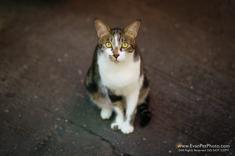 Street Cats, sony A9, Zeiss, 50mm, 1.4