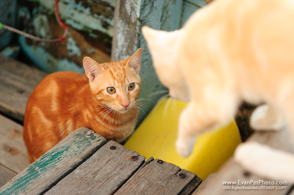 愛搭船的橫水渡之貓,cat, cat photo, cats on boat, 南生圍