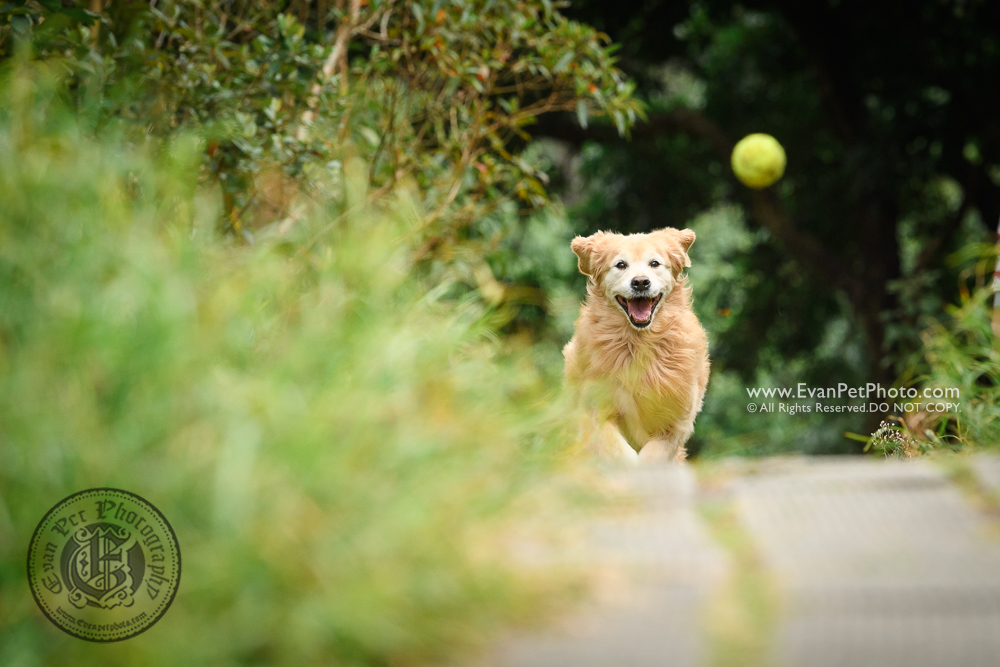 西貢獅子會自然教育中心, dog photo, dog photography, poodle, golden retriever, outdoor dog photography, 戶外寵物攝影,戶外狗攝影,wild