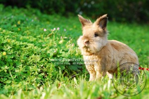 獅子兔,兔兔攝影,寵物攝影,專業寵物攝影,寵物攝影服務,兔兔攝影服務