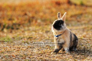 Boxing,侏儒兔,兔兔攝影,寵物攝影,專業寵物攝影,寵物攝影服務,兔兔攝影服務