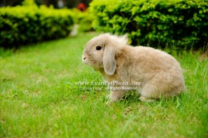 端端,賓尼兔,兔兔攝影,寵物攝影,專業寵物攝影,寵物攝影服務,兔兔攝影服務,戶外寵物攝影