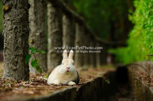 傻B,侏儒兔,兔兔攝影,寵物攝影,專業寵物攝影,寵物攝影服務,兔兔攝影服務,戶外寵物攝影