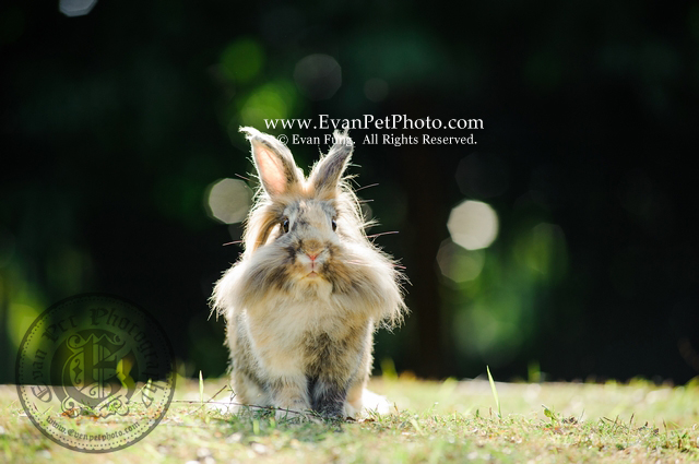 Monie,獅子兔,兔兔攝影,寵物攝影,專業寵物攝影,寵物攝影服務,兔兔攝影服務