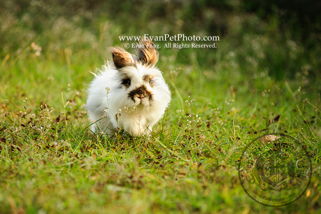 貓貓兔,兔兔攝影,寵物攝影,戶外寵物攝影,專業攝影服務,專業寵物攝影