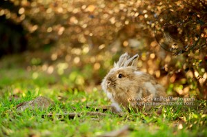 兔兔攝影, 寵物攝影, 專業寵物攝影, 戶外寵物攝影, 攝影服務,獅子兔