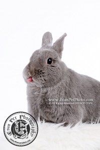 侏儒兔,兔兔攝影,寵物攝影,影樓寵物攝影,專業攝影服務,專業寵物攝影,寵物攝影,兔兔影樓,影樓寵物,rabbit photography,小動物攝影,bunny photography,Netherland Dwarf,荷蘭侏儒兔