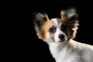 Dog Photography, Studio Dog Photography, 影樓寵物攝影, 蝴蝶犬, 蝴蝶犬攝影, 寵物攝影, 寵物影樓, 狗影樓, dog studio, 香港寵物影樓
