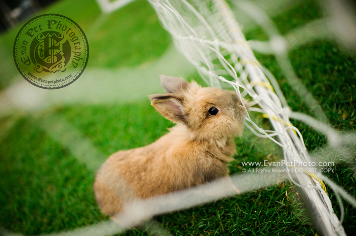 abbit photo, rabbit photography, bunny photo, rabbit picture, outdoor rabbit photography, hong kong pet photographer, 兔攝影, 兔寫真, 寵物攝影, 寵物攝影師, 寵物攝影服務, 戶外寵物攝影, 獅子兔, 獅子兔攝影, 香港寵物攝影師