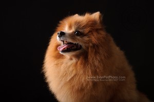 Dog Photography, Studio Dog Photography, 影樓寵物攝影, 寵物攝影, 寵物影樓, 狗影樓, dog studio, 香港寵物影樓, poodle studio, poodle 攝影,貴婦犬,貴婦狗