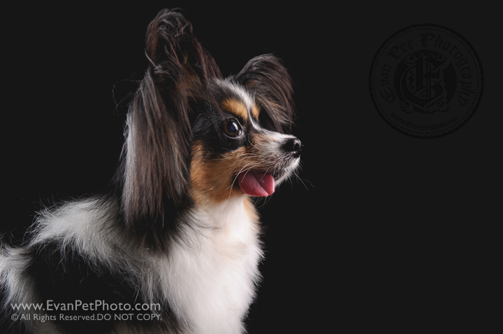 Dog Photography, Studio Dog Photography, 影樓寵物攝影, 寵物攝影, 寵物影樓, 狗影樓, dog studio, 香港寵物影樓, 蝴蝶犬