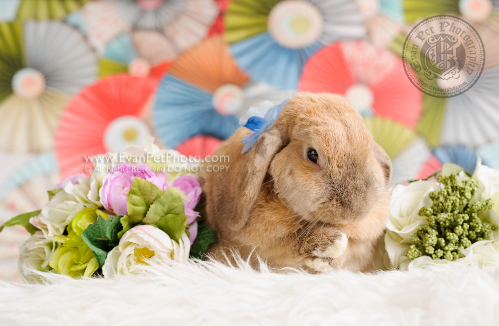 rabbit photography, bunny photography, rabbit photo, bunny picture. bunny studio, rabbit studio, 兔攝影, 兔兔攝影, 兔影樓, 兔仔影樓, 兔仔攝影, 賓尼兔, 賓尼兔攝影, 兔兔攝影香港, 自然光