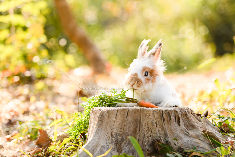 rabbit photo, rabbit photography, bunny photo, rabbit picture, outdoor rabbit photography, hong kong pet photographer, 戶外兔攝影, 兔攝影, 兔寫真, 寵物攝影, 寵物攝影師, 寵物攝影服務, 戶外寵物攝影, 獅子兔, 獅子兔攝影, 香港寵物攝影師, 紅葉