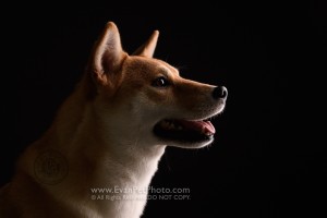 寵物攝影師,香港寵物攝影師, 寵物影樓, 狗影樓, 狗攝影, 寵物攝影, 影樓寵物攝影, 狗狗攝影,柴犬, 柴犬攝影, dog studio, pet studio, Shiba, dog photography, studio dog photography,
